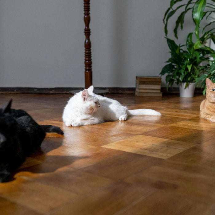 How Underfloor Heating Benefits Your Pets