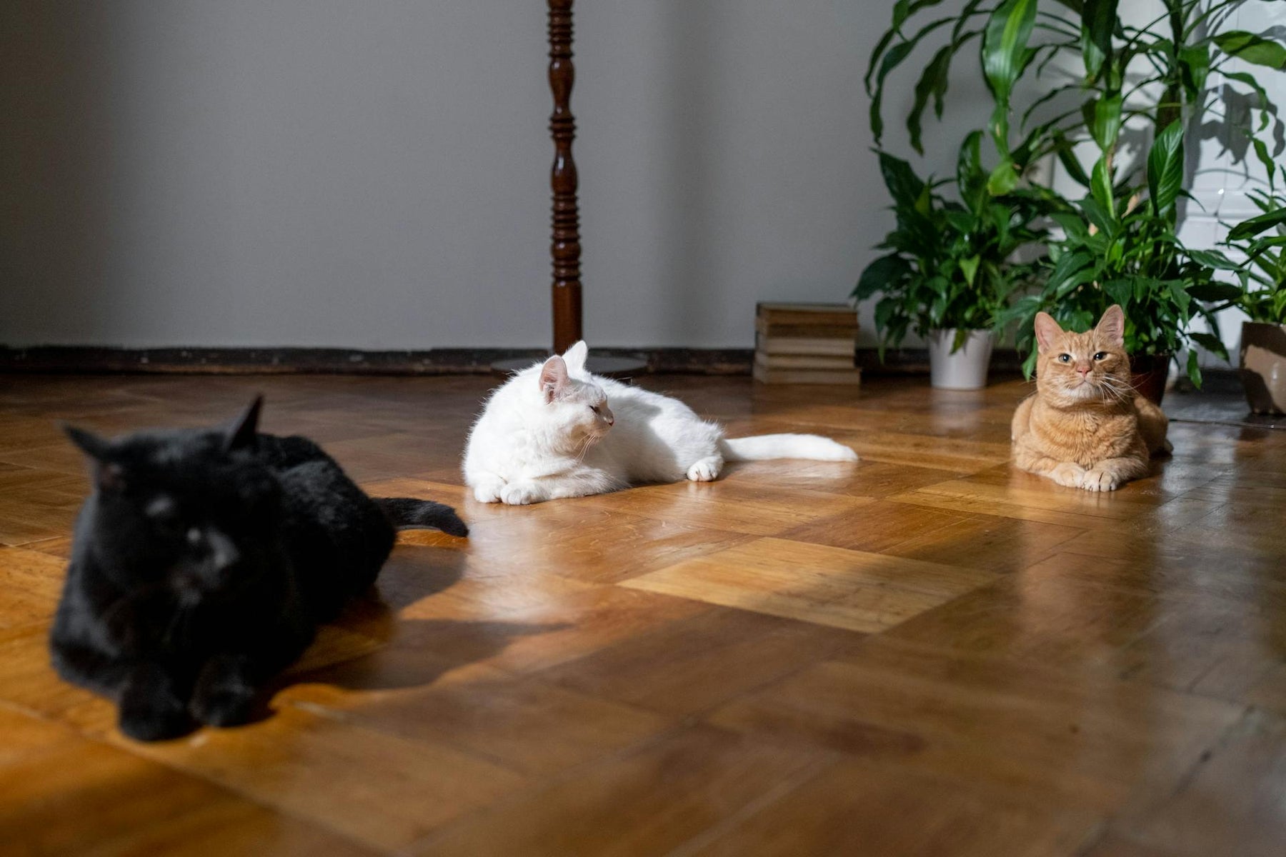 How Underfloor Heating Benefits Your Pets